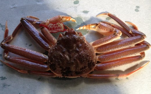 タグ付き生松葉ガニ（大８００ｇ）【魚倉】