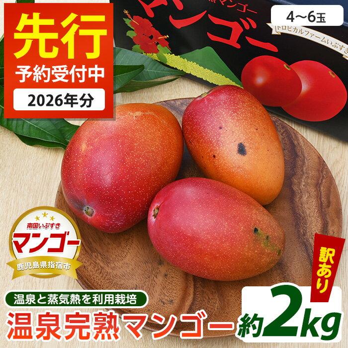 【ふるさと納税】＜先行予約受付中！2026年7月上旬以降順次発送＞【訳あり】温泉完熟マンゴー(約2kg・4～6玉)果物 フルーツ 完熟 スムージー ジュース 夏 旬 南国 家庭用 自宅用 鹿児島 いぶすき【トロピカルファームいぶすき】