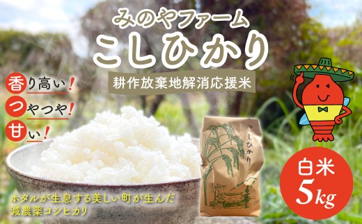 令和7年産新米 こしひかり 5ｋｇ（白米） みのやファーム耕作放棄地解消応援米  【 コシヒカリ こしひかり おいしい お米 米 こめ 自然栽培 贈り物 ギフト 千葉県 御宿町 人気 おすすめ ランキング 】 ONJF003