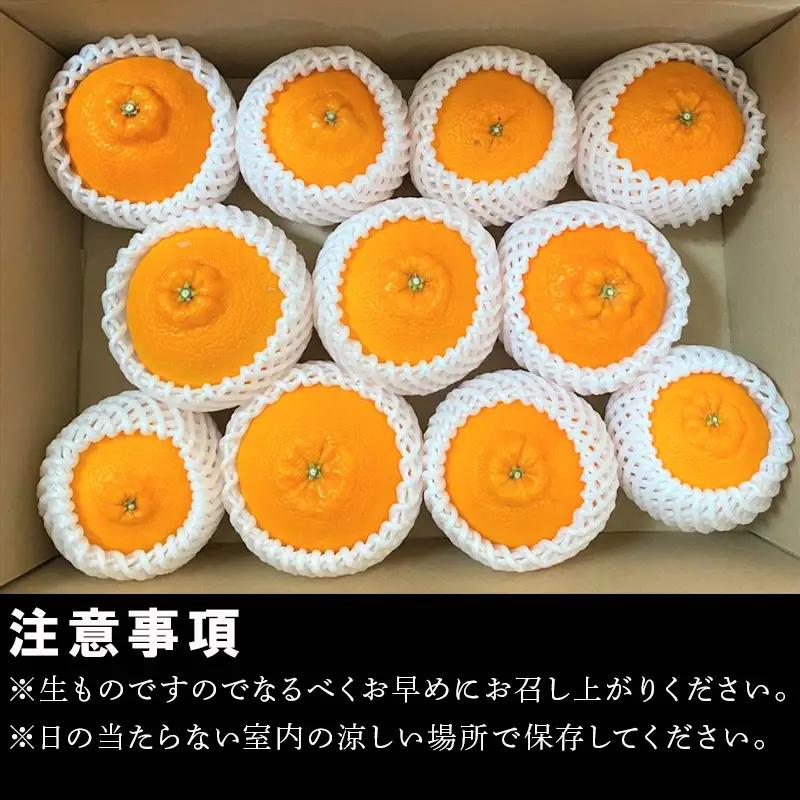 『先行予約』【令和9年2月中旬より順次発送】唐津産 不知火(琥珀) 約5kg(約16～20玉)