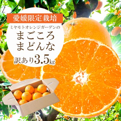 【ふるさと納税】【先行受付】 紅まどんなと同品種!愛媛果試28号 (2kg / 3.5kg)【訳あり】_ みかん ミカン 蜜柑 訳あり まごころまどんな 果物 くだもの フルーツ デザート おいしい 希少 甘い かんきつ 柑橘 柑橘類 【G1166250】 YWTAP076