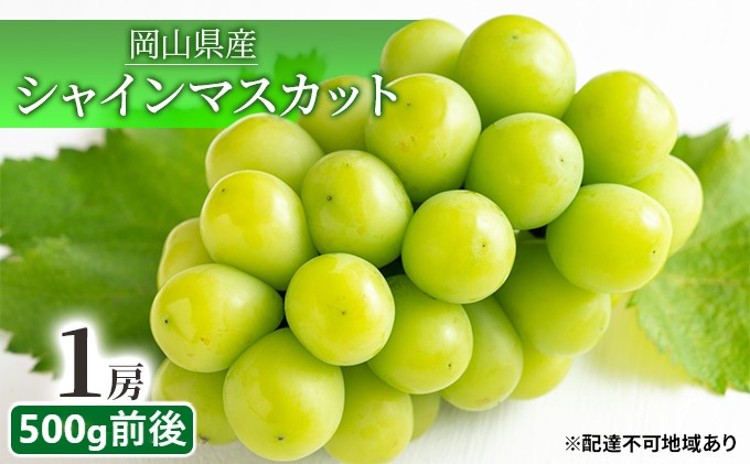 ぶどう 2026年 先行予約 シャイン マスカット 晴王 1房 500g前後 マスカット ブドウ 葡萄  岡山県産 国産 フルーツ 果物 ギフト 