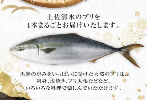 土佐清水産天然ぶり まるごと１本（5kg～8kg）下処理なし（内臓除去無し）【令和6年3月下旬以降発送※着日指定不可※】先行予約 鮮魚 ぶり大根 刺身 ぶりしゃぶ【R00873】