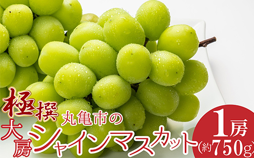 極撰！丸亀市の「大房シャインマスカット」1房（約750g） 果物 デザート ぶどう フルーツ 輝く 高糖度 風味 重宝 美味しい 甘い  FAH-0131