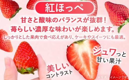【2027年2月より順次発送】 農家直送　完熟いちご2パック（紅ほっぺ）