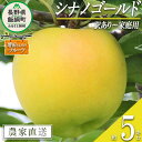 【ふるさと納税】 りんご シナノゴールド 訳あり 5kg 増田さんちのりんご 沖縄県への配送不可 令和6年度収穫分 長野県 飯綱町 〔 信州 果物 フルーツ リンゴ 林檎 長野 予約 農家直送 12000円 〕発送時期：2024年11月上旬～2024年12月上旬