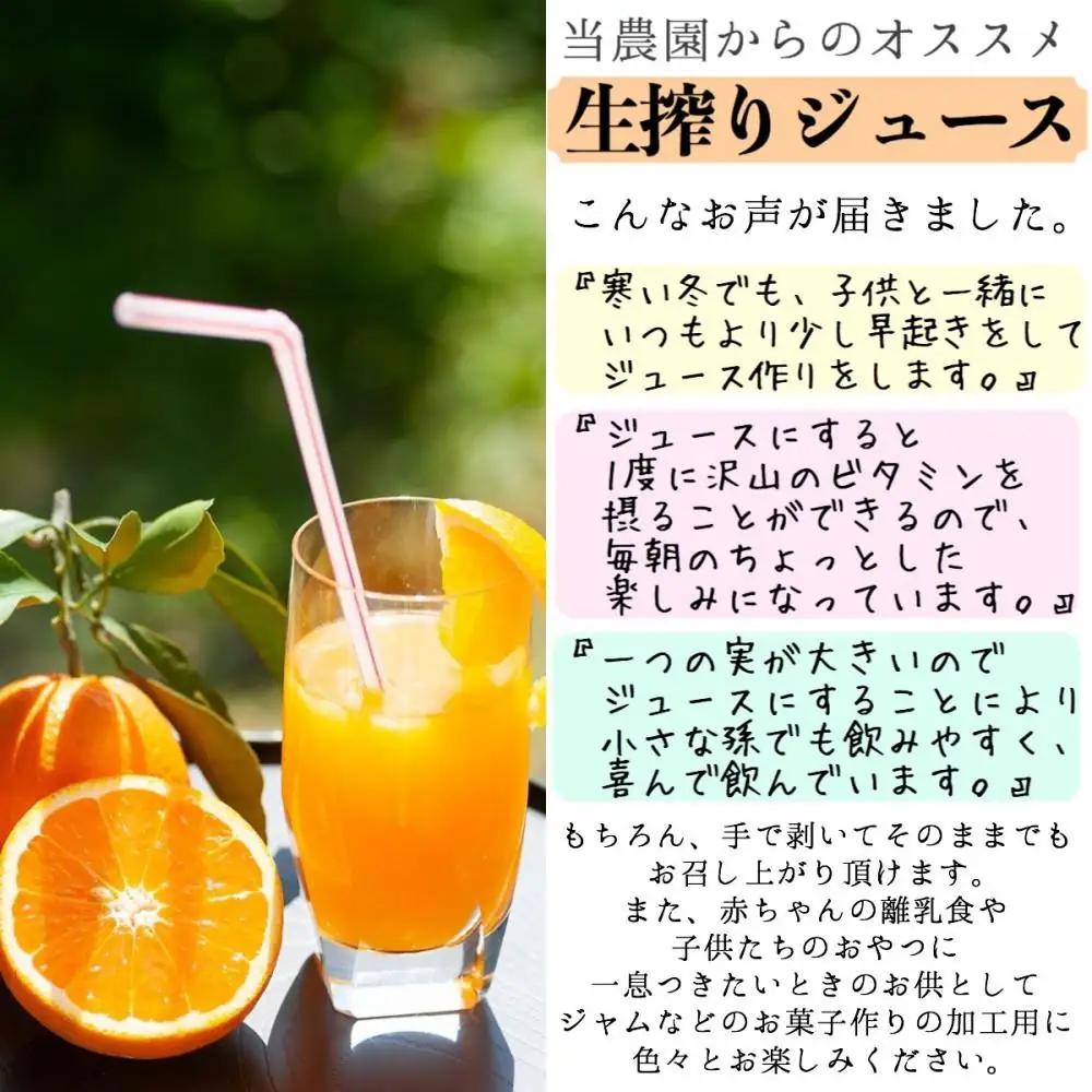 訳あり 清見オレンジ 混合 7.5Kg【令和9年3月から発送】清見オレンジ    