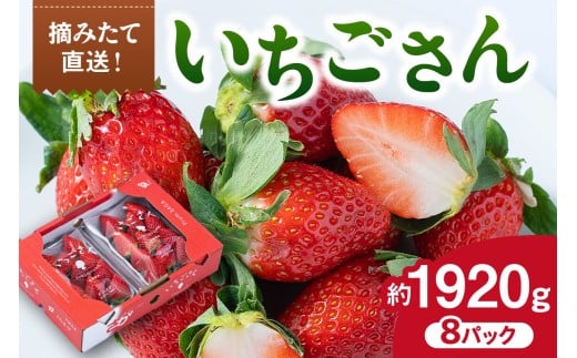 佐賀産 いちごさん 8パック 147-B812