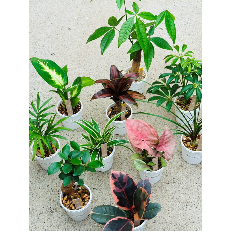 【ふるさと納税】京都・京丹後の専門店が厳選！観葉植物 3点セット 5点セット 選べる 植物 ガーデニング インテリア 癒し 自然 かわいい おすすめ オシャレ お洒落 彩り ふるさと納税 観葉植物 プレゼント 記念日 おしゃれ 生産者応援 送料無料