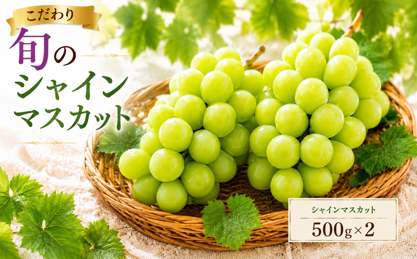 
                  美浜町産 こだわりシャインマスカット 500g×2 | ぶどう 果物 くだもの フルーツ ふるーつ 濃厚 季節限定 先行予約 旬 人気 おすすめ 愛知県 美浜町
                