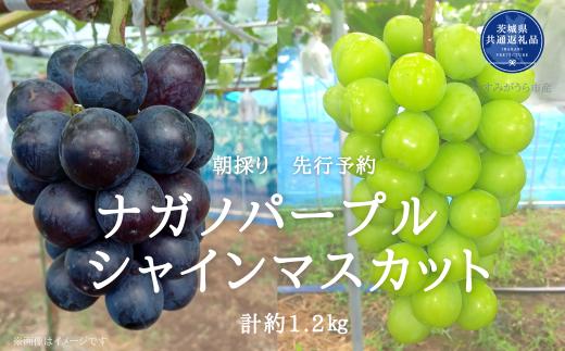 【2026年先行予約】有機肥料栽培 大粒 ナガノパープル ＋ シャインマスカット 計1.2kg 朝どり 産地直送（茨城県共通返礼品・かすみがうら市） ／ ぶどう 葡萄 ブドウ ナガノパープル シャインマスカット 先行予約 予約 1.2kg 朝どり 産地直送 茨城県