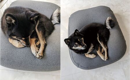 雲にのるペットソファ　スクエア　Mサイズ　本体（カバー付き） ブラウン