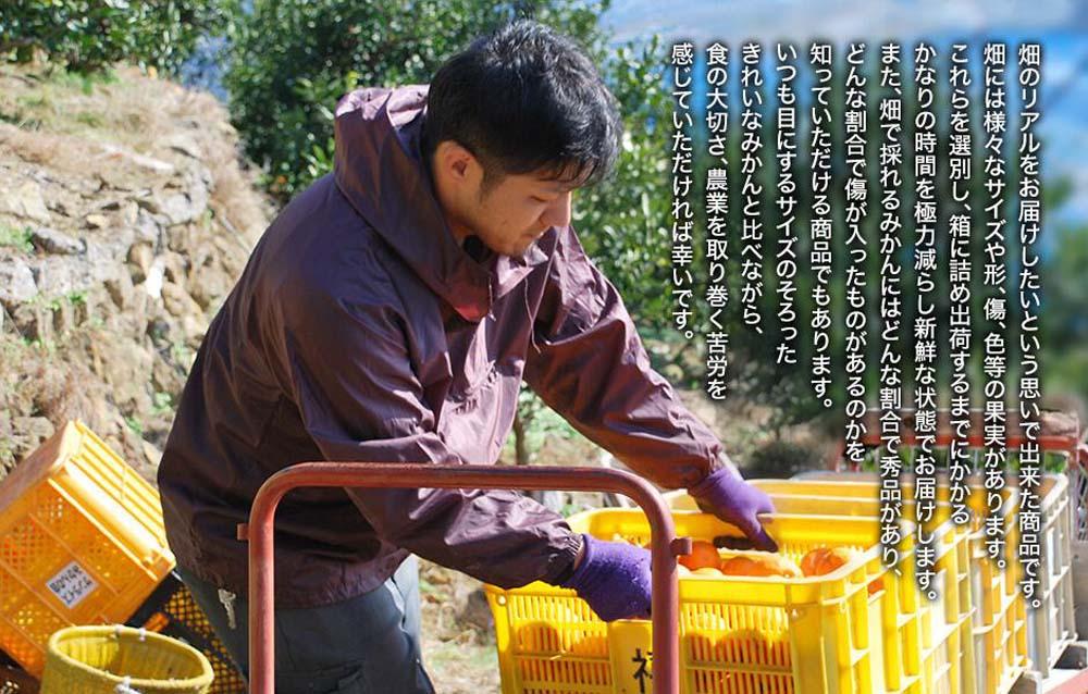 ゆら早生 みかん 山から直送 箱込 5kg (内容量 4.4kg) 採れたてそのままごろごろ規格 有田みかん 和歌山県産 【みかんの会】