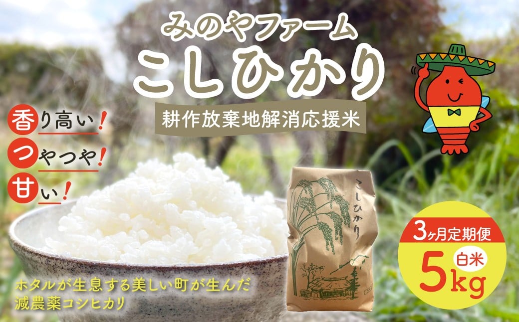 
            【3ヶ月定期便】令和7年産 新米 こしひかり　5ｋｇ（白米） みのやファームの耕作放棄地解消応援米 【 コシヒカリ こしひかり おいしいお米 自然栽培 贈り物 ギフト 千葉県 御宿町 人気 おすすめ ランキング 】 ONJF009
          