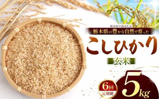 【先行予約】【定期6回】 こしひかり（玄米）約 5kg 栃木県共通返礼品｜コシヒカリ 米 玄米 おいしい お米 こめ おこめ  国産 ごはん ご飯 白飯 米 おこめ 限定 ランキング 人気  ふるさと 納税 栃木県 那珂川町 送料無料
