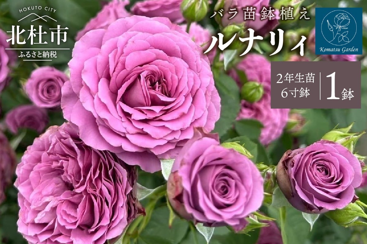 
                  バラ苗鉢植え「ルナリィ」　バラ 苗 四季咲き 鉢植え 花 6寸鉢 2年生苗 ガーデニング 母の日 父の日
                