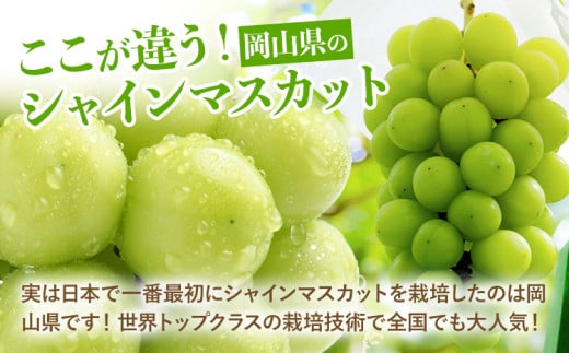 【2026年発送先行予約】厳選 シャインマスカット 2か月 定期便 1.3kg 2回発送 計約2.6kg 《2026年9月上旬-11月中旬頃出荷》 ぶどう マスカット フルーツ 数量限定 果物 岡山 