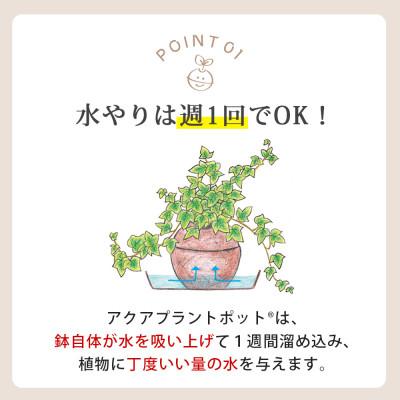 ふるさと納税 知立市 アクアプラントポット　玉M - アンスリウム　全長30〜40cm |  | 02