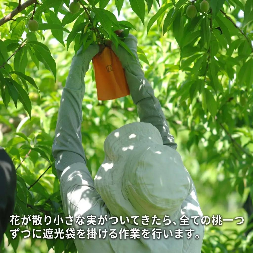 桃 2026年 先行予約 白桃 早生種 約1.3kg  5～6玉  岡山県産 桃