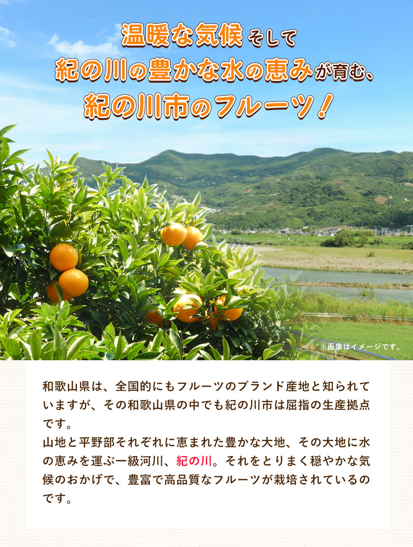 観音山フルーツ詰め合わせ(プラチナ) 約7kg 有限会社柑香園 《60日以内に出荷予定(土日祝除く)》 和歌山県 紀の川市 フルーツ 果物