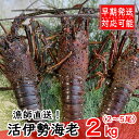 【ふるさと納税】【漁師直送】活伊勢海老2kg〈お刺身・お鍋などにおすすめ〉 天然 国産 魚介 海鮮 惣菜 送料無料 ＜ii006＞