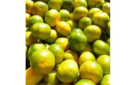 【2024年秋頃発送予約分】【農家直送】こだわりの極早生みかん 約5kg【数量限定】 有機質肥料100% サイズ混合 ※2024年9月下旬より順次発送予定（お届け日指定不可）【nuk152】