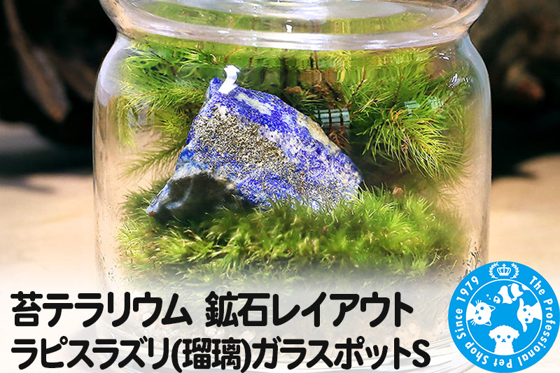 
苔テラリウム 鉱石レイアウト ラピスラズリ(瑠璃)ガラスポットS 説明書付
