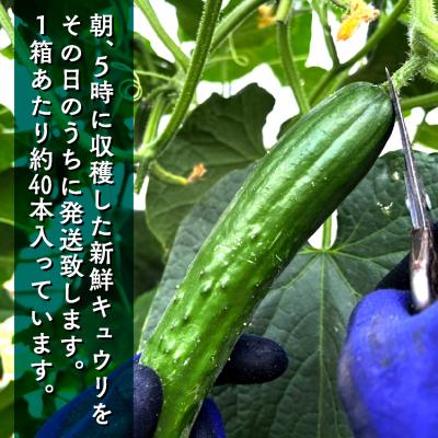 ふるさと納税 小松市 朝獲れ きゅうり 約5kg(約40本) 夏野菜キュウリ 小松市の胡瓜 |  | 01