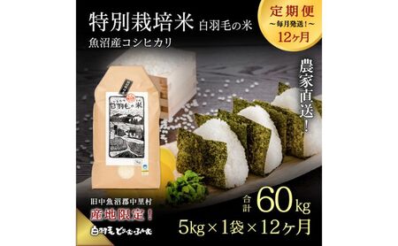 【通年受付】≪令和7年産 ≫【定期便／全12回】農家直送！魚沼産コシヒカリ特別栽培「白羽毛の米」精米 (5kg×1袋)×12回 60kg お米 コシヒカリ 