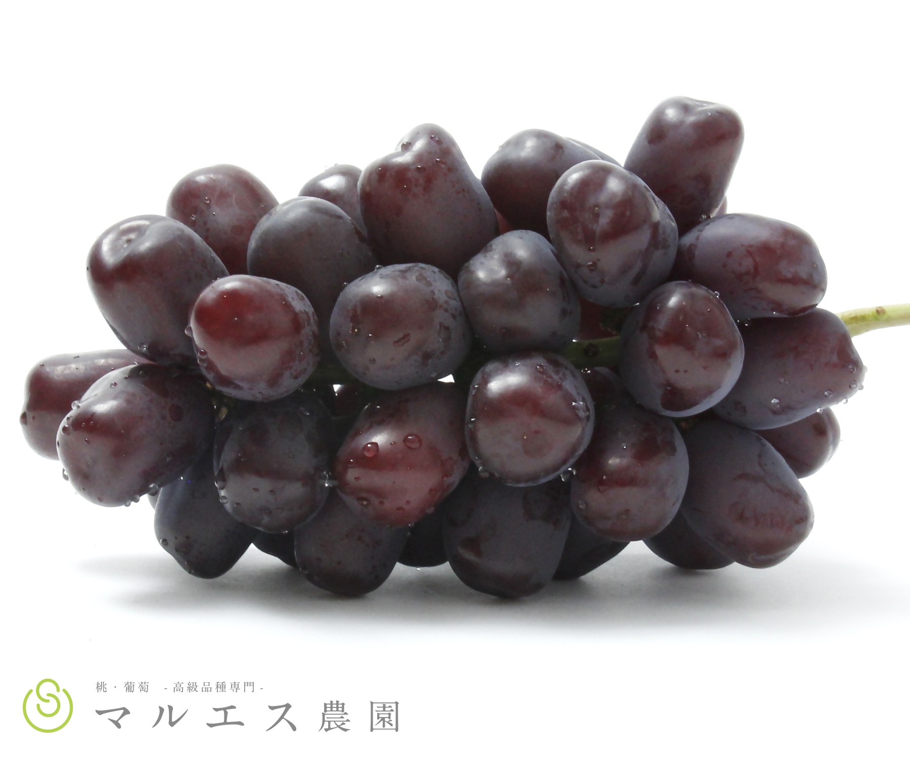 
                  クール配送「マルエス農園」［お中元対応］　加温ハウス富士の輝き2〜3房　合計1.2kg以上（ＭＳ）Ｄ-122【富士の輝き ぶどう 葡萄 ブドウ 令和8年発送 期間限定 山梨県産 甲州市 フルーツ 果物】
                