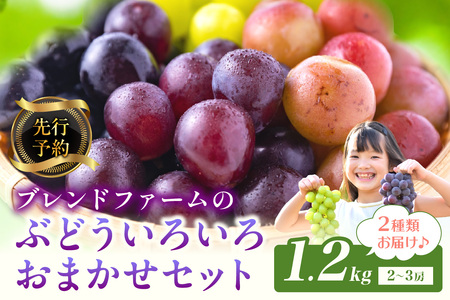 京丹後産ぶどうおまかせセット | ぶどう