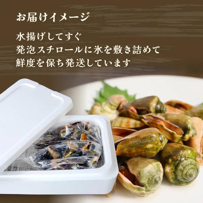 チャンバラ貝 5kg 貝