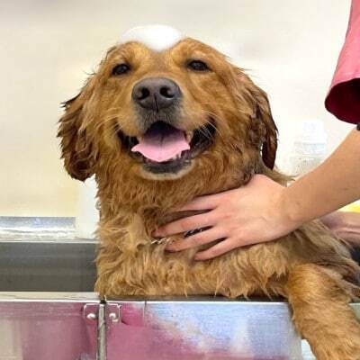 【Pet Club OCEAN】トリミングチケット(15.000円分)【1478779】