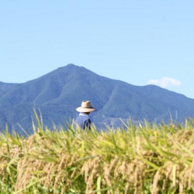 ふるさと納税 阿波市 1等米、食味値80点以上の【阿波ノ北方米コシヒカリ3kg】 |  | 02