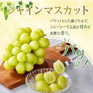 ぶどう 2026年 シャイン マスカット 3～5房 合計約2kg  種無し ブドウ 葡萄 岡山市産 国産 フルーツ 果物 渡邊農園