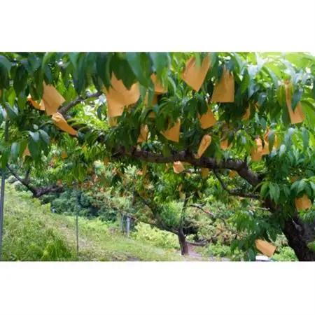 岡山県産「白鳳」約2kg|2027年7月上旬以降順次発送予定【1516930】