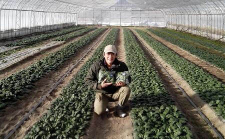 ＜2025年12月・2026年8月お届け＞大作農園　寒締めちぢみほうれん草約1.2kg・カラフルミニトマト約1.5kg　2回お届け定期便　SBTR006