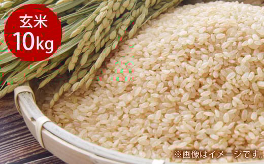 令和7年産 岡山県倉敷市産 きぬむすめ 玄米 10kg【2025年10月上旬より発送開始】