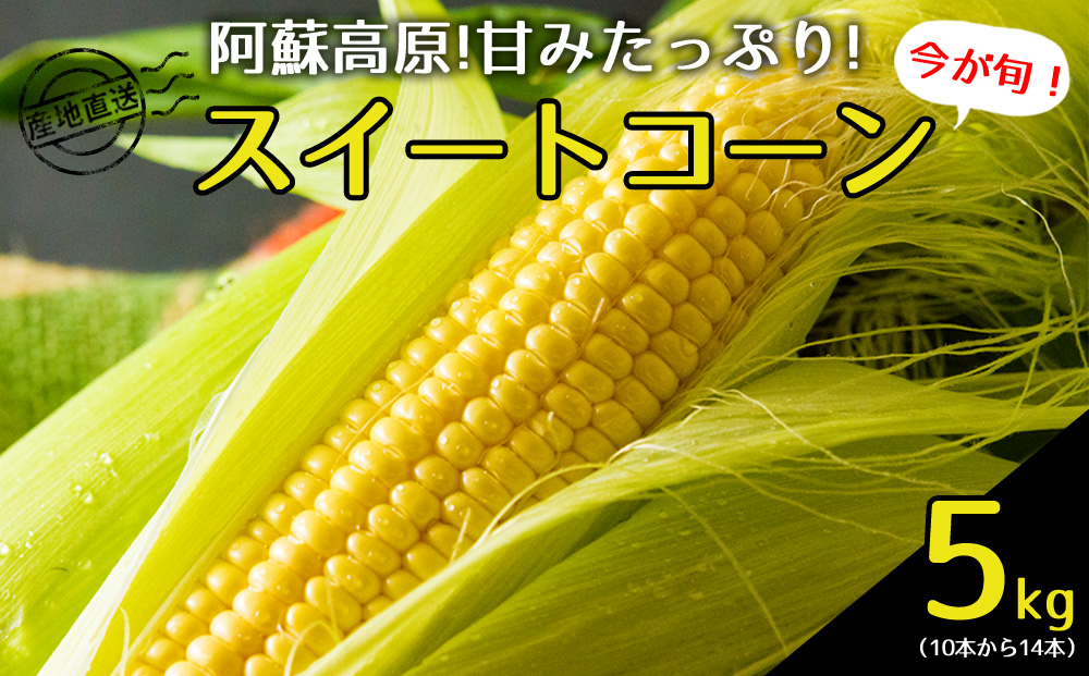 【期間限定】阿蘇の採れたてスイートコーン  【 5kg 産地直送 朝採れ 恵味ゴールド 恵味スター ドルチェドリーム 旬 甘い 美味しい 鮮度 バーベキュー BBQ 夏休み おやつ 熊本 阿蘇 熊本県 阿蘇市】
