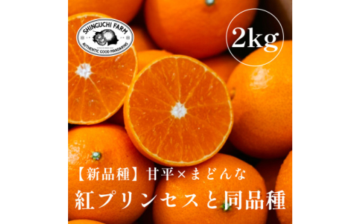 《新品種》「甘平×まどんな」　愛果48号〈紅プリンセスと同品種〉＜2kg＞＜家庭用＞＜C70-62＞【1602935】