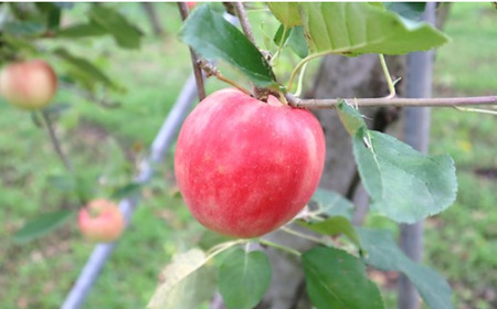 りんご サンふじ 約3kg  林檎 11月下旬 から発送開始 フジ さんふじ 贈答 お歳暮 ギフト 冬の贈り物 プレゼント 厳選 甘い 冬 果物 フルーツ おやつ 家庭 贈答 のし 季節 リンゴ 林檎