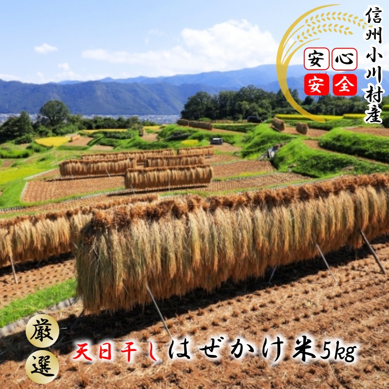 【ふるさと納税】365＊小川村自慢のはぜかけ米5キロ