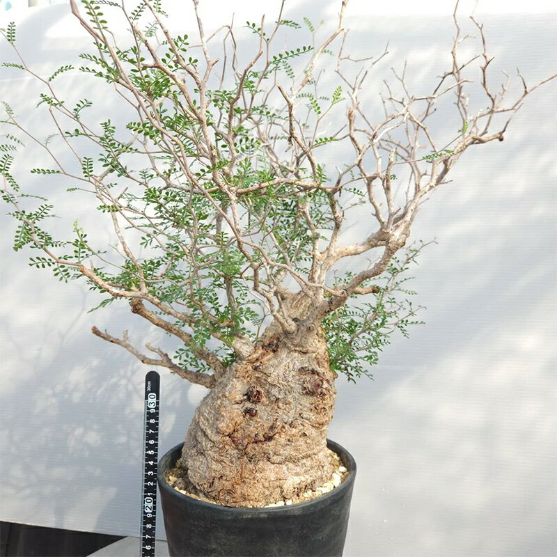 【ふるさと納税】オペルクリカリア・パキプス「塊根植物の王様」(発根管理済) H005 [0427]