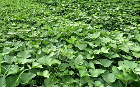 自然栽培で育てた 蜜たっぷり 紅はるか ☆熟成済☆ 約5kg ／ 無農薬 国産野菜 無化学肥料 さつまいも 芋 蜜芋トロトロ おやつ 山口県 No.221