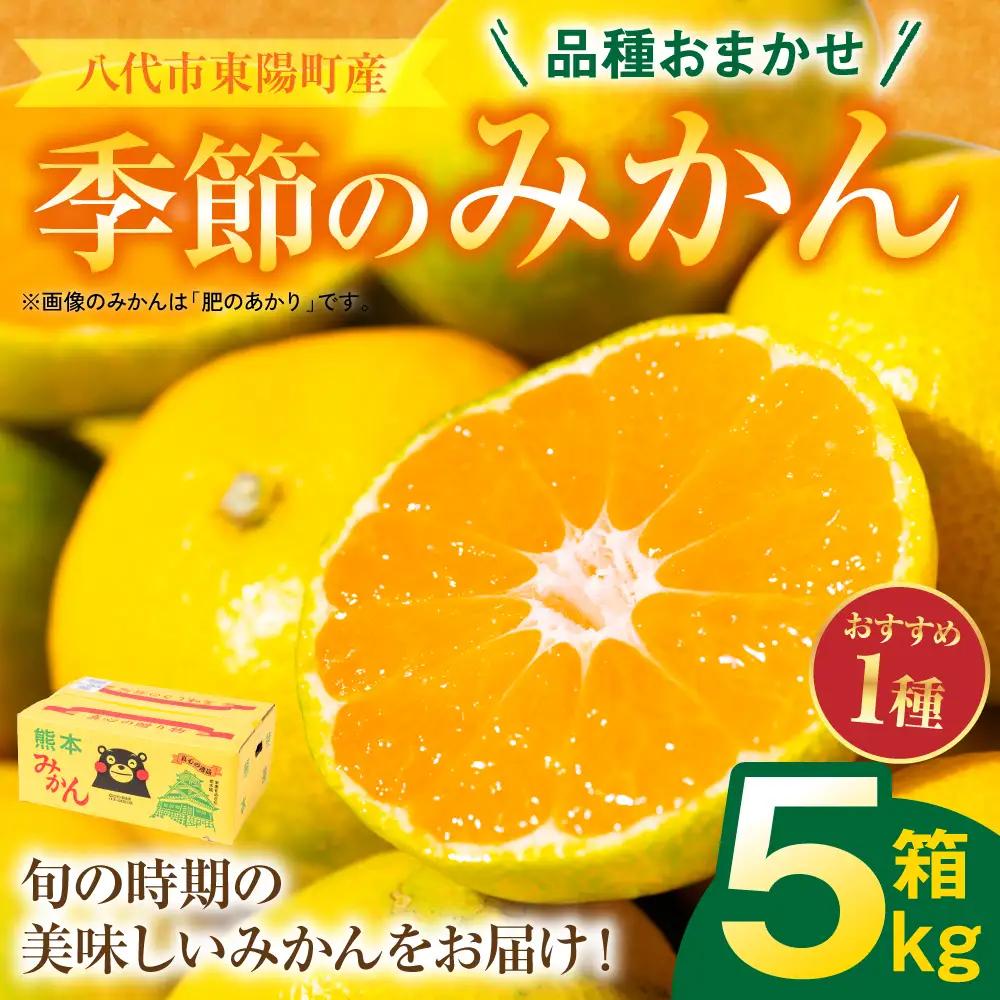 【先行予約】みかん 数量限定 八代市東陽町産の季節のみかん5kg みかん 【2026年9月下旬より順次発送】 