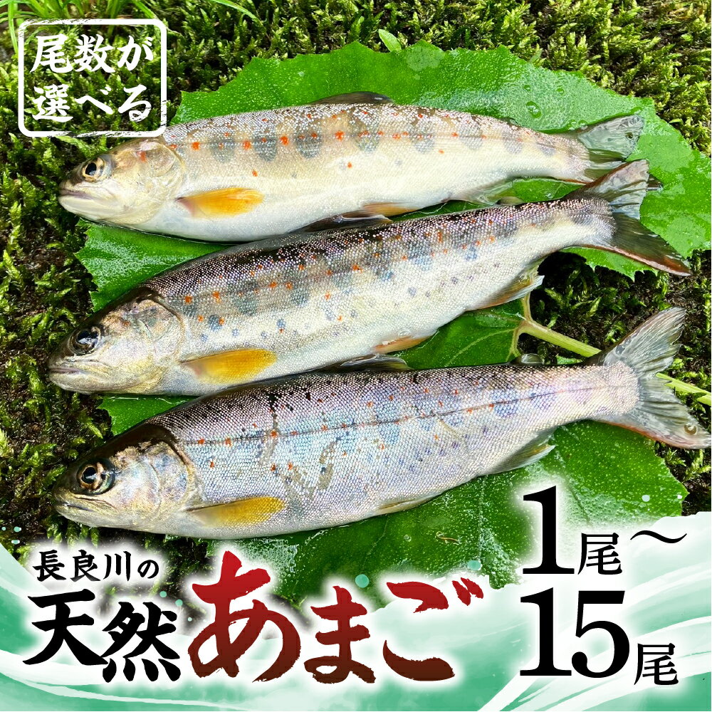 【ふるさと納税】尾数が選べる 郡上産 長良川の天然あまご 1尾～15尾 1尾 2尾 6尾 15尾 / 食品 魚介類 水産加工品 その他水産物 アマゴ 5000円 7000円 10000円 20000円
