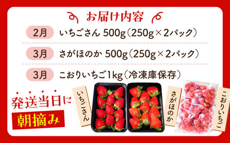 【全3回定期便】いちご食べ尽くしさがほのかいちごさん冷凍いちご HAF027 いちごいちごいちごいちごいちごいちご