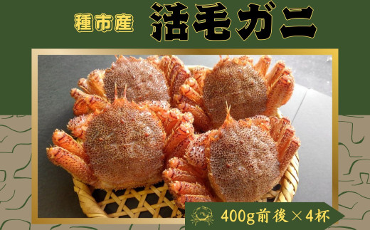 【期間限定・獲れたてを直送】種市産活毛がに大サイズ（400g前後）×4杯 天然 冷蔵 三陸 蟹 カニ