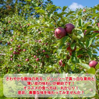 【予約：2024年10月から順次発送】北海道北見市産りんご( 旭 )約3kg ( りんご リンゴ 林檎 果物 フルーツ 期間限定 )【044-0003-2024】