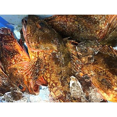 ふるさと納税 八幡浜市 竹中水産の大サイズ「メバル又はホゴ」2キロ!【G22-243】